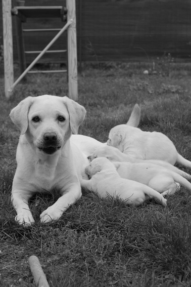 chiot Labrador Retriever of otter's river