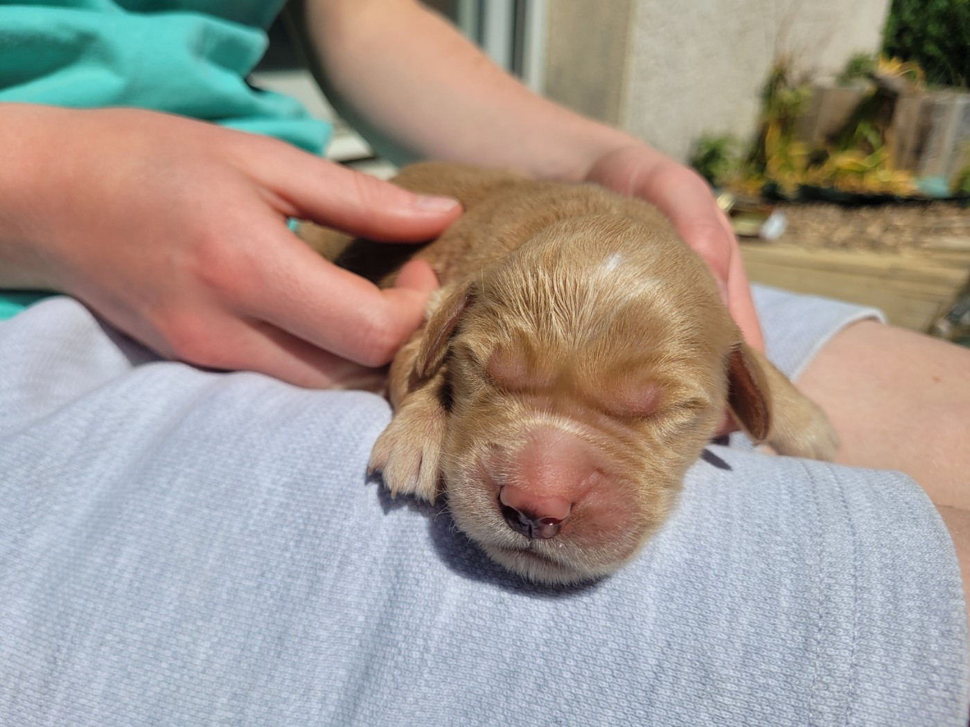 of otter's river - Chiots disponibles - Golden Retriever