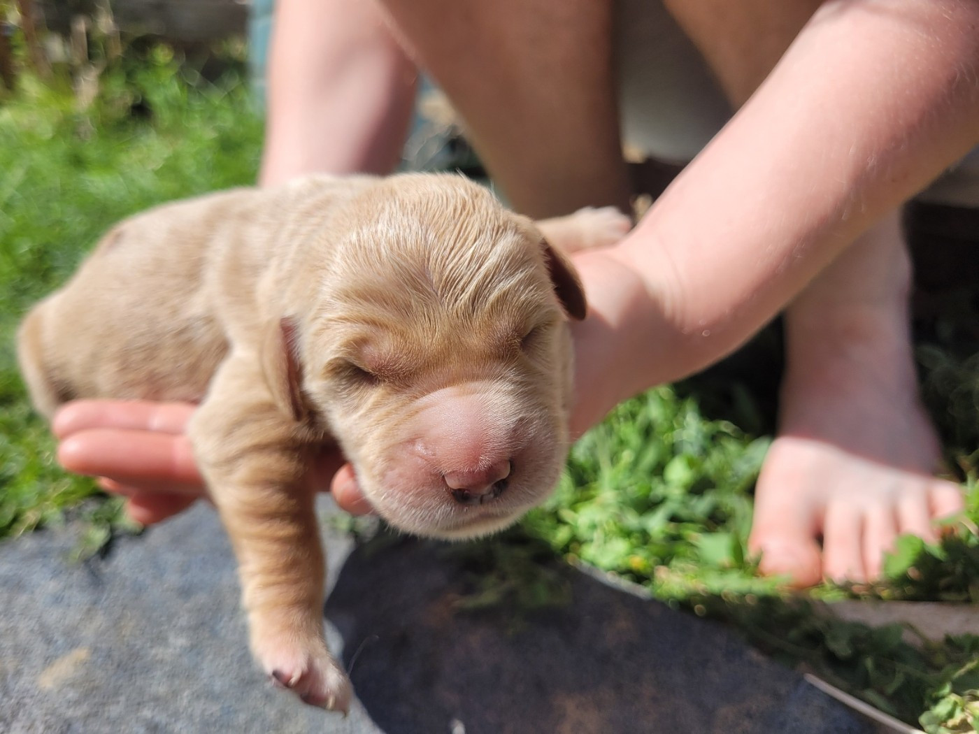 of otter's river - Chiots disponibles - Golden Retriever