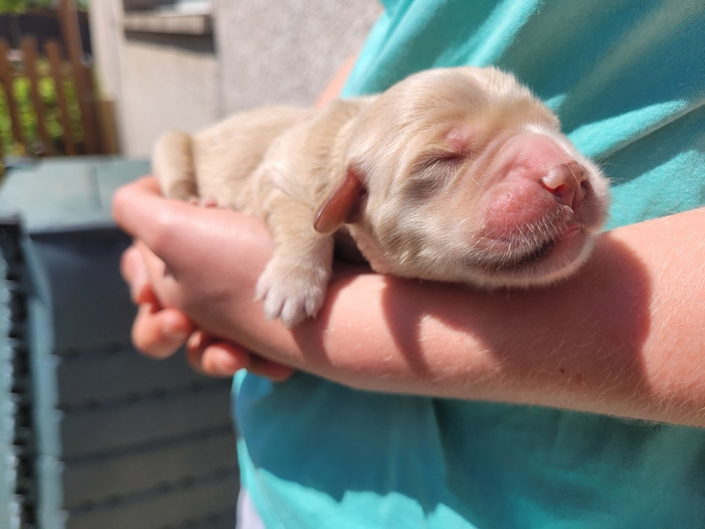 of otter's river - Chiots disponibles - Golden Retriever