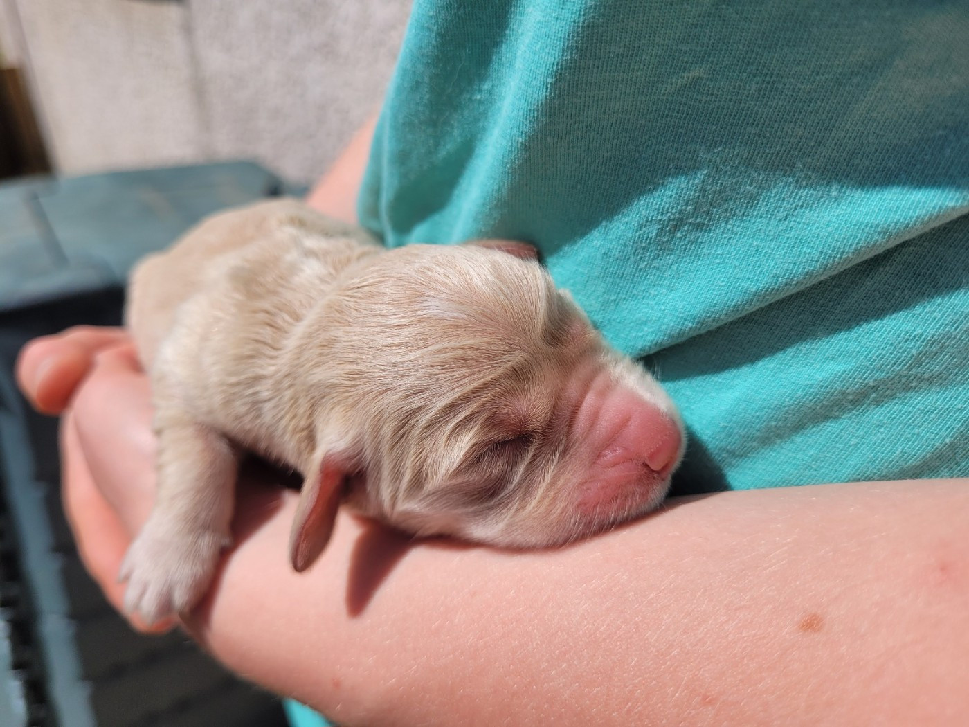 of otter's river - Chiots disponibles - Golden Retriever