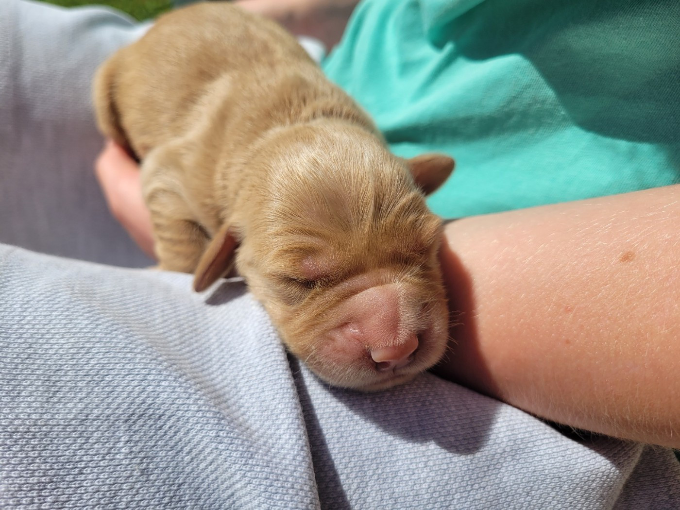 of otter's river - Chiots disponibles - Golden Retriever
