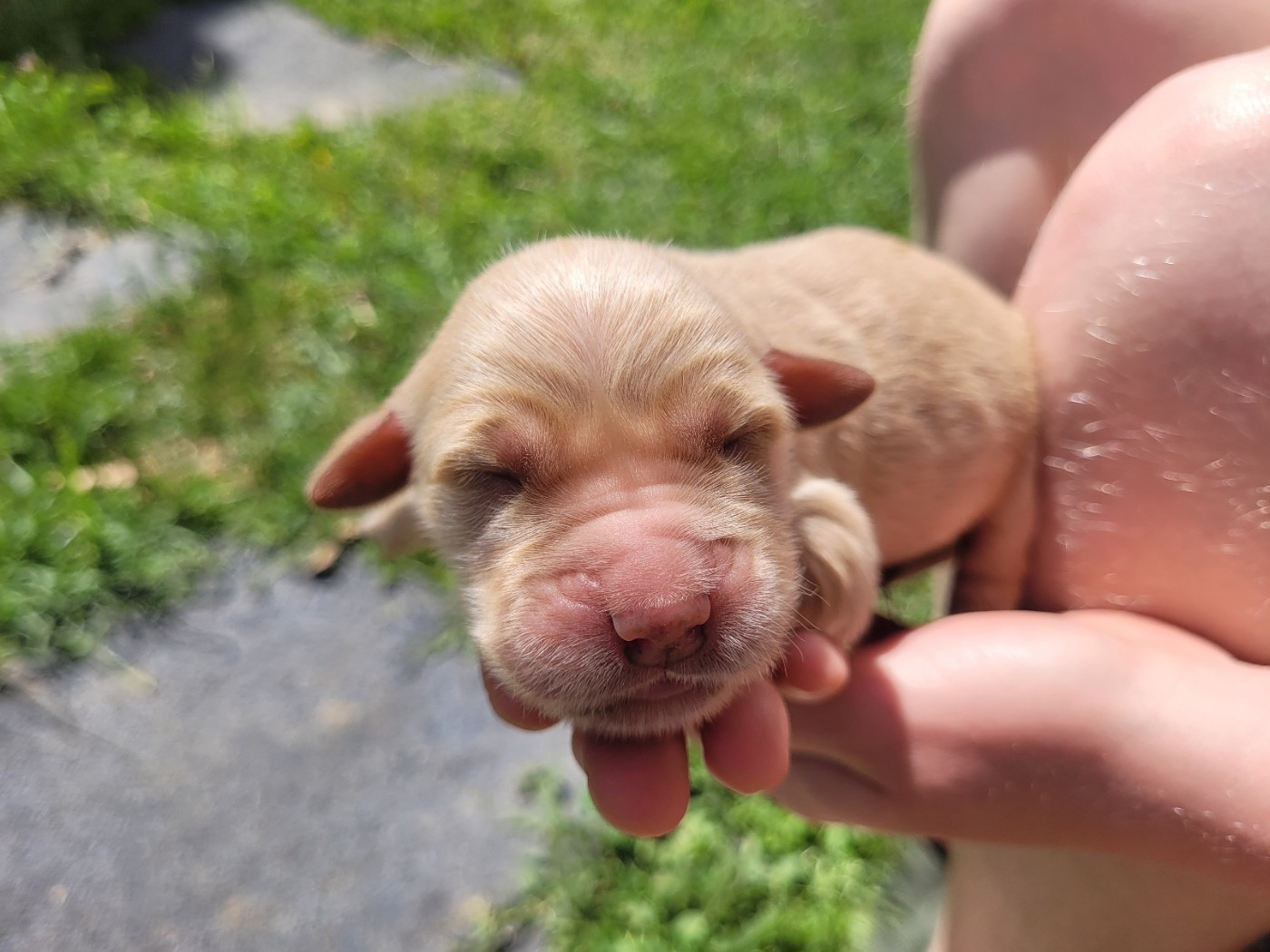 of otter's river - Chiots disponibles - Golden Retriever