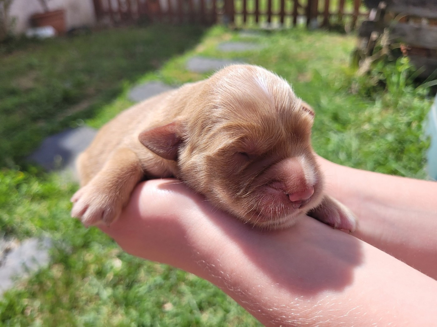 of otter's river - Chiots disponibles - Golden Retriever